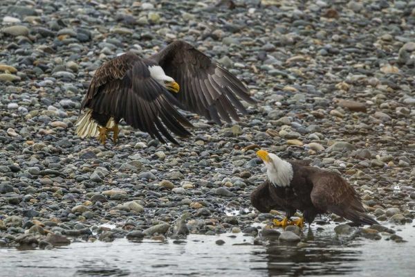 AK, Chilkat Bald eagle fight for fish